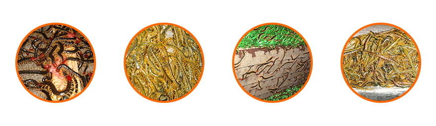 專業(yè)養(yǎng)殖藥用動(dòng)物